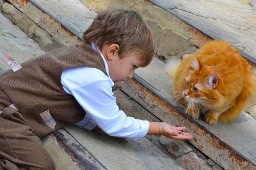 Братья наши меньшие