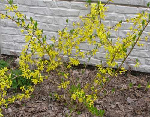 Посадка и уход за форзицией