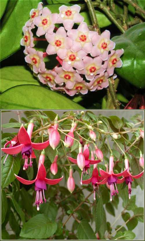 Как стимулировать цветение комнатных растений