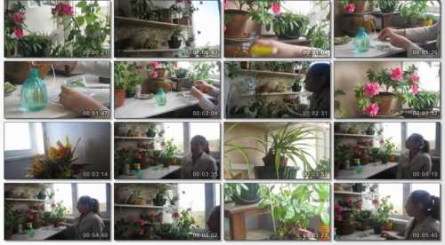 Луковицы, корневища, клубни это органы хранилища, помогающие растениям перенести серьезные атмосферные изменения, выжить в засуху и холод