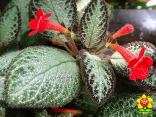 Эписция ползучая, Эписцию можно размножать семенами, черенками и дочерними розетками