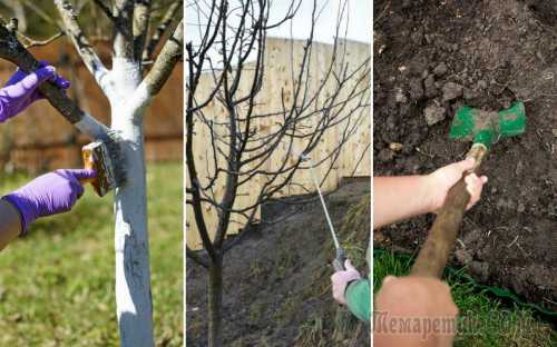 Нужно ориентироваться на заселенность дерева вредителями