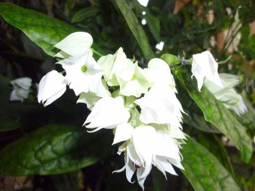 Клеродендрум Уход и разведение клеродендрума