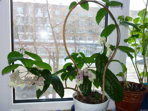 Клеродендрум блестящий у этого вида вечно зеленого кустарника большие закругленные листья, вьющиеся побеги красно розовые цветы