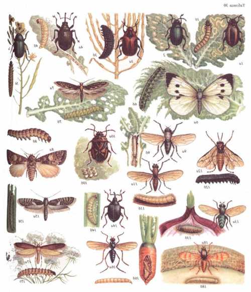 Садовые вредители