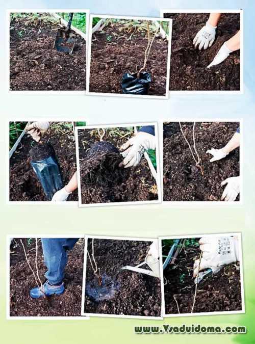 Дачник, садовод и огородник анонимно