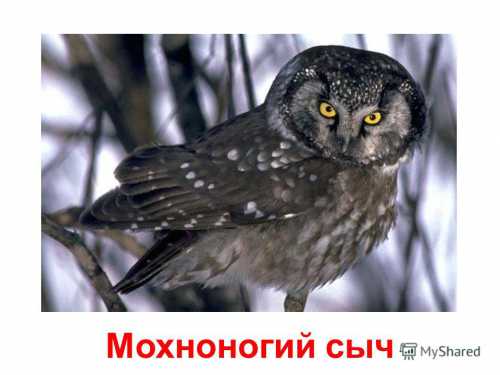 Он такой копуша