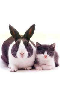 Новый 2011 год Кролика Кота