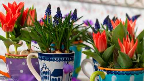 Выгонка крокусов к марта начинается с подготовки луковиц перед посадкой подержите их в холодильнике или на прохладной лоджии, поместив в бумажный пакет