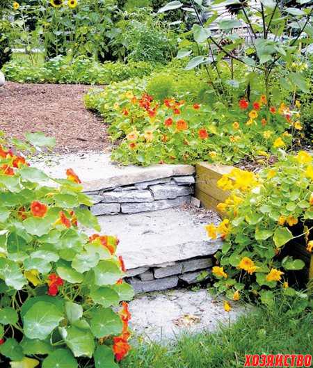 Настурция на вашем садовом участке