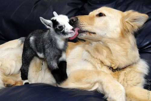 Сообщение геленка мар мои, хоть и маленькие были вообще никого не боялись, они просто не воспринимали животных, как опасность