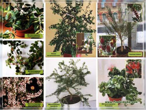 Выращивание и уход за миртом