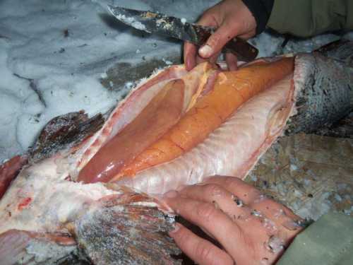 Как солить щуку правильно: профессионалы рекомендуют