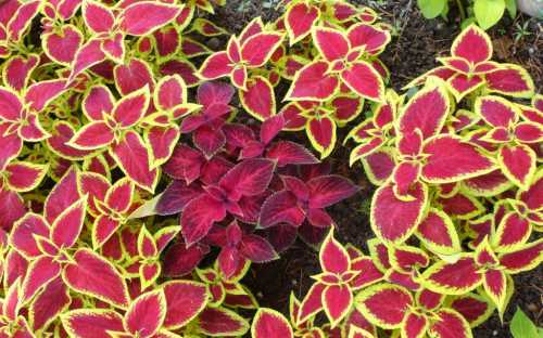 Для быстрого прорастания семян оптимальной температурой считается градусов