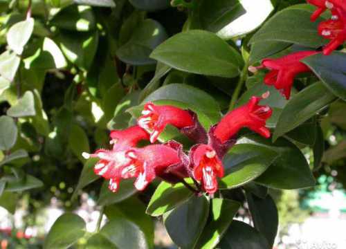 Эсхинантус Уход и разведение эсхинантуса