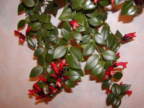 Растение требует особого ухода, так как очень капризно