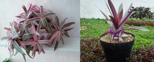 Рео: уход и выращивание рео