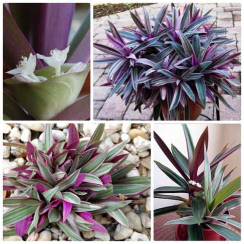 Растение очень хорошо себя чувствует во влажной среде