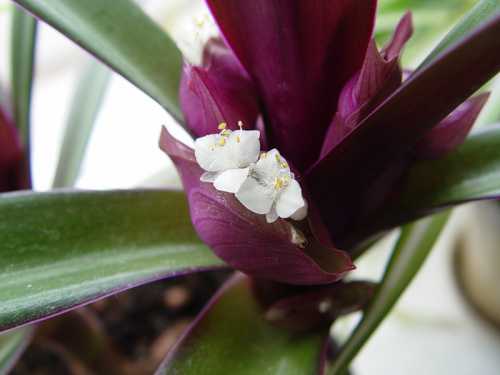 Обновлять почву по мере надобности