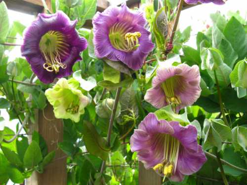 Чтобы кобея зацвела