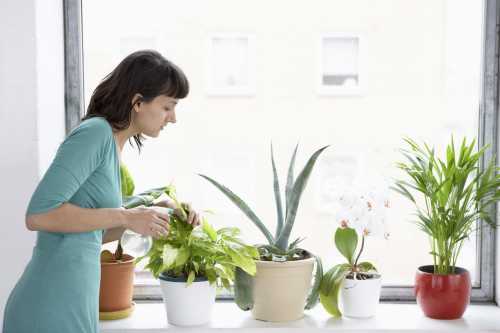 Как ухаживать за комнатными растениями в холодное время года