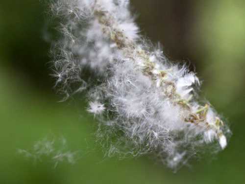 Вызывает ли тополиный пух сезонную аллергию