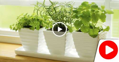 Вырастим зелень в комнатных условиях