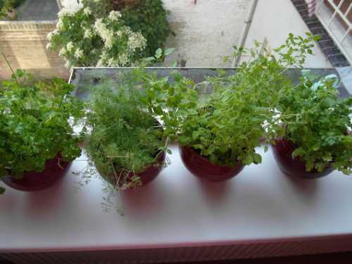 В домашних условиях падь скапливается вокруг растения, на его листьях и стебле , На рассаде перца заводится два вида тли