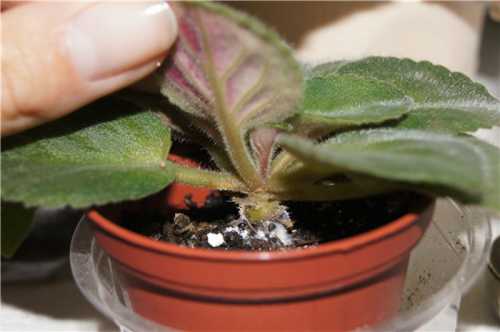 Способствует развитию заболевания высокая влажность и температура в помещении