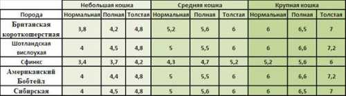 Правильное питание и оптимальный вес кошки