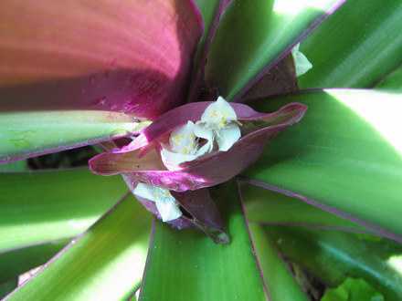 Рео Уход и разведение рео