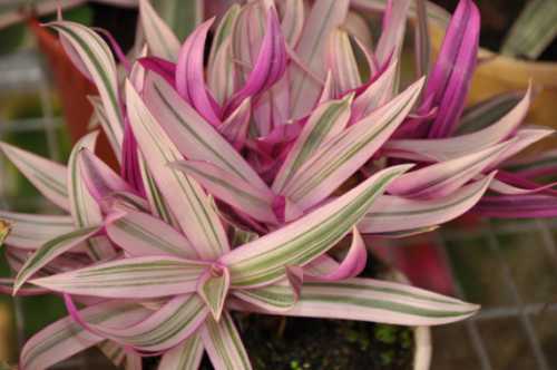 Хорошо подходят органические удобрения настойка луковой шелухи, измельченная скорлупа яиц