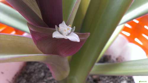 Чтобы было активным рео размножение, горшок необходимо выбрать плоский и широкий