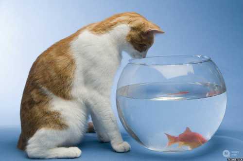 Вредные привычки домашних питомцев