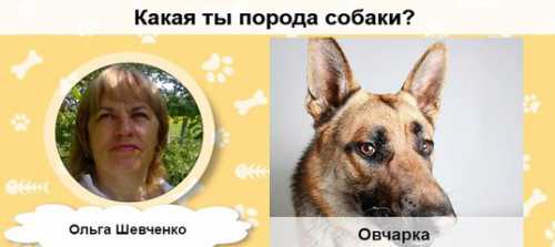 ТЕСТ: Какая ты порода собаки