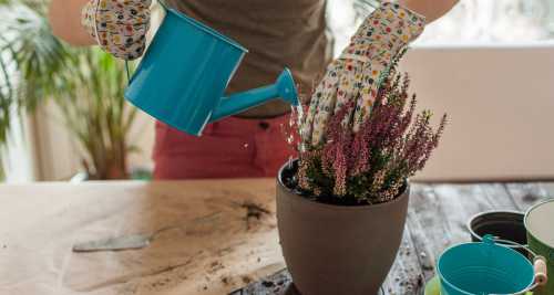 Секреты правильного полива комнатных растений