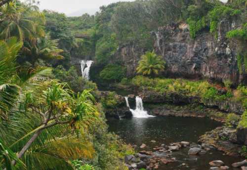 Местные жители, увлекающиеся выращиванием тюльпанов, из года в год приезжают в