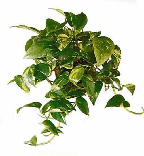 Вьющиеся комнатные растения