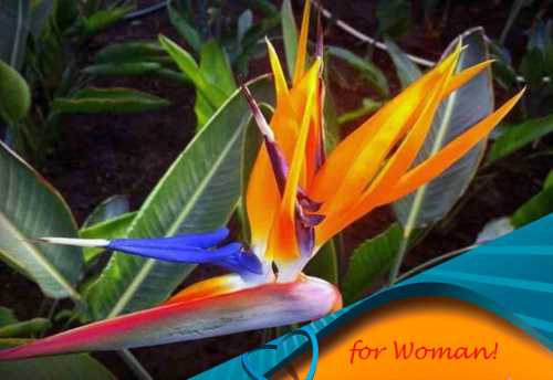 Затем накройте их чемлибо прозрачным лучше всего стеклом, исключающим контакт с окружающим воздухом