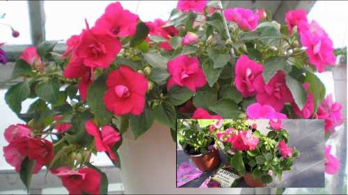 Спустя неделю саженцы окрепнут и можно провести прищипку, чтобы они лучше кустились