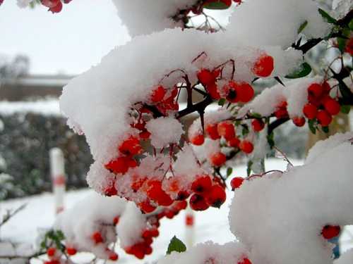 Если вы не посеяли холодо стойкие однолетники осенью, можно сделать это сейчас, если почва не промерзла мак, календула, васильки и др