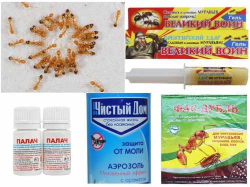 Простые средства от домашних муравьев