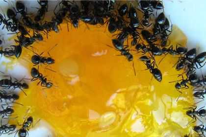 Наибольший эффект достигается в случае, когда его используют в целях профилактики попадания вредителей в квартиру