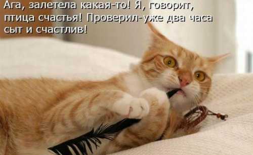 Птица счастья или ОНО мне надо