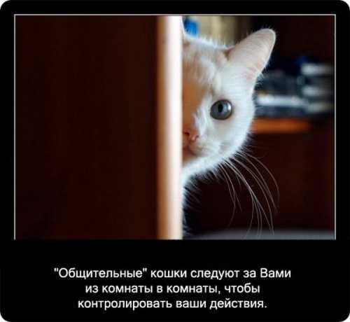 Интересно про кошек