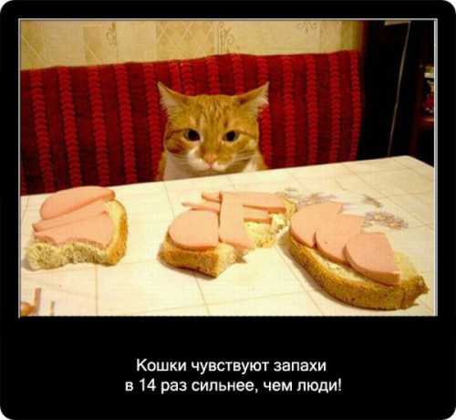 На передних лапах животного по пять пальцев, на задних по четыре