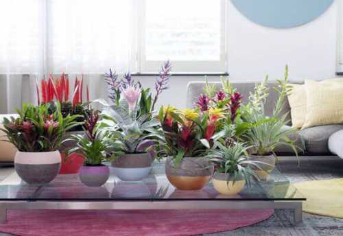 Ее ствол станет более сильным, а веточки будут расходиться в стороны