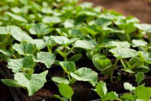 Начните добавлять садовую мульчу и удобрения для снабжения почвы необходимыми питательными веществами