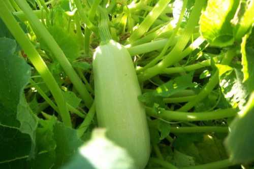 Если вы сажаете рассаду, ямка должна немного превышать объем корней растения