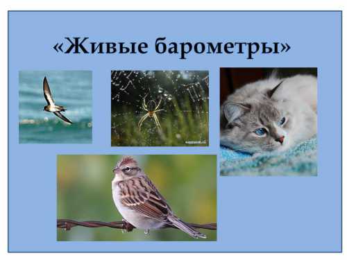 Живые барометры